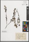 Foto von Salix purpurea L.